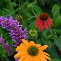 Echinacea purpurea 'Cheyenne Spirit' (2)